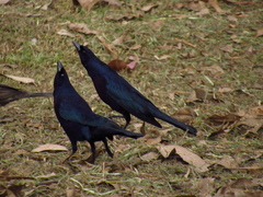 Molothrus bonariensis