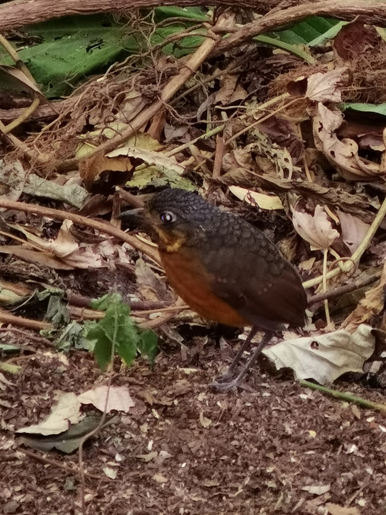 Scaled Antpitta