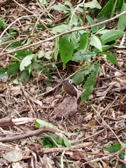 Grallaria guatimalensis