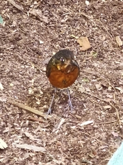 Grallaria guatimalensis