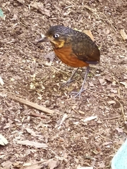 Grallaria guatimalensis