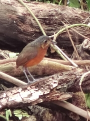 Grallaria guatimalensis