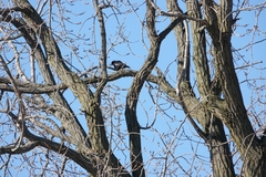 Corvus brachyrhynchos