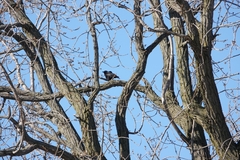 Corvus brachyrhynchos