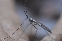 Cramptonomyia spenceri