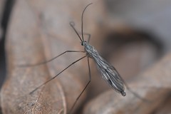 Cramptonomyia spenceri