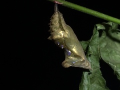 Polygonia interrogationis