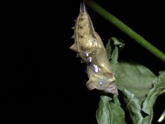 Polygonia interrogationis