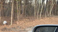 Odocoileus virginianus