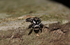 Corythalia argentinensis