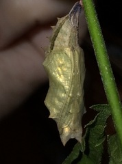 Polygonia interrogationis