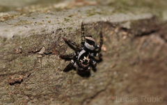 Corythalia argentinensis