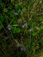 Stachydeoma graveolens