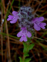 Stachydeoma graveolens