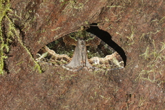 Euphyia subguttaria image