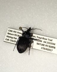 Sphaeroderus stenostomus lecontei