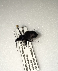 Sphaeroderus stenostomus lecontei