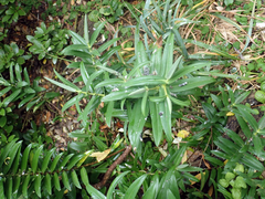 Veronica dieffenbachii