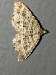 Chrysolarentia subrectaria