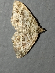 Chrysolarentia subrectaria