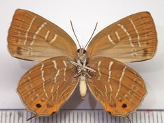 Wagimo signatus