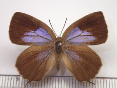 Wagimo signatus