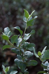 Atriplex rhagodioides