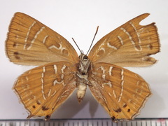 Wagimo signatus