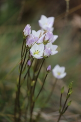 Gentianella muelleriana muelleriana