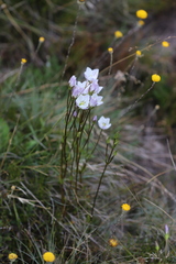 Gentianella muelleriana muelleriana