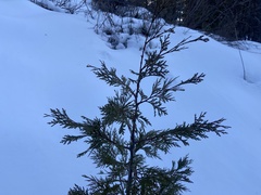 Calocedrus