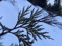 Calocedrus
