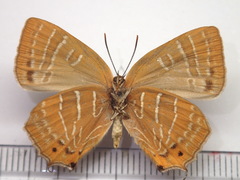 Wagimo signatus