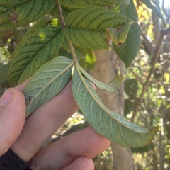 Tecoma stans velutina