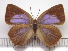 Wagimo signatus