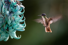 Saucerottia cyanocephala