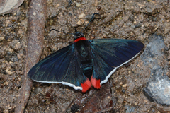 Aspitha agenoria