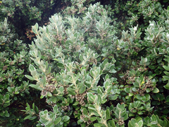 Olearia traversiorum