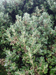 Olearia traversiorum