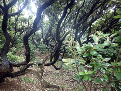 Olearia traversiorum