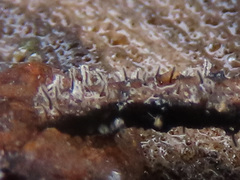 Antinoa juniperinella