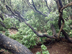 Olearia traversiorum
