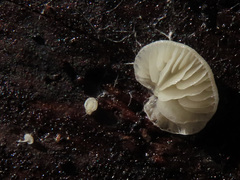 Clitopilus hobsonii