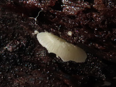 Clitopilus hobsonii