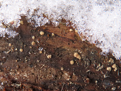 Pezicula corylina