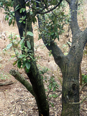 Olearia traversiorum