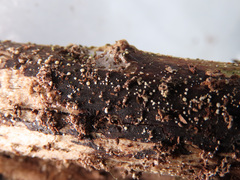 Pezicula corylina
