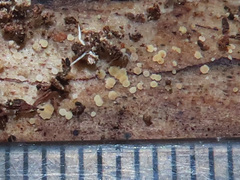 Pezicula corylina