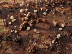 Pezicula corylina
