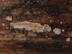 Phlebia centrifuga